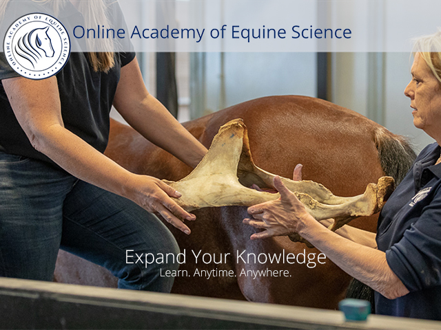 Online Academy